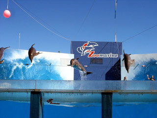 zoo-dolphins-03.jpg