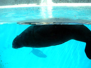 zoo-sea-lion-1.jpg